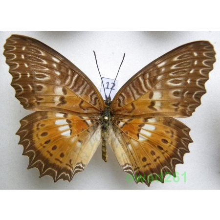 Cethosia biblis picta Felder & Felder, 1867 male Indonesia, Seram 72mm12
